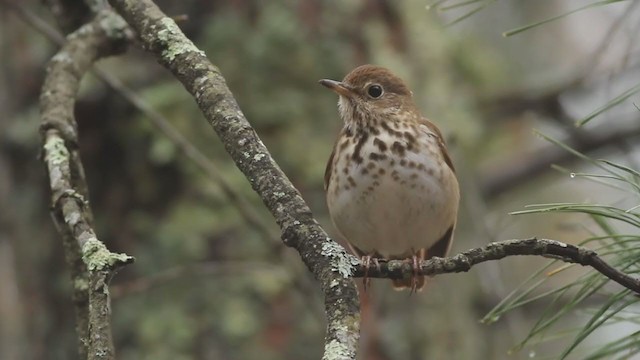 Hermit Thrush - ML196102631