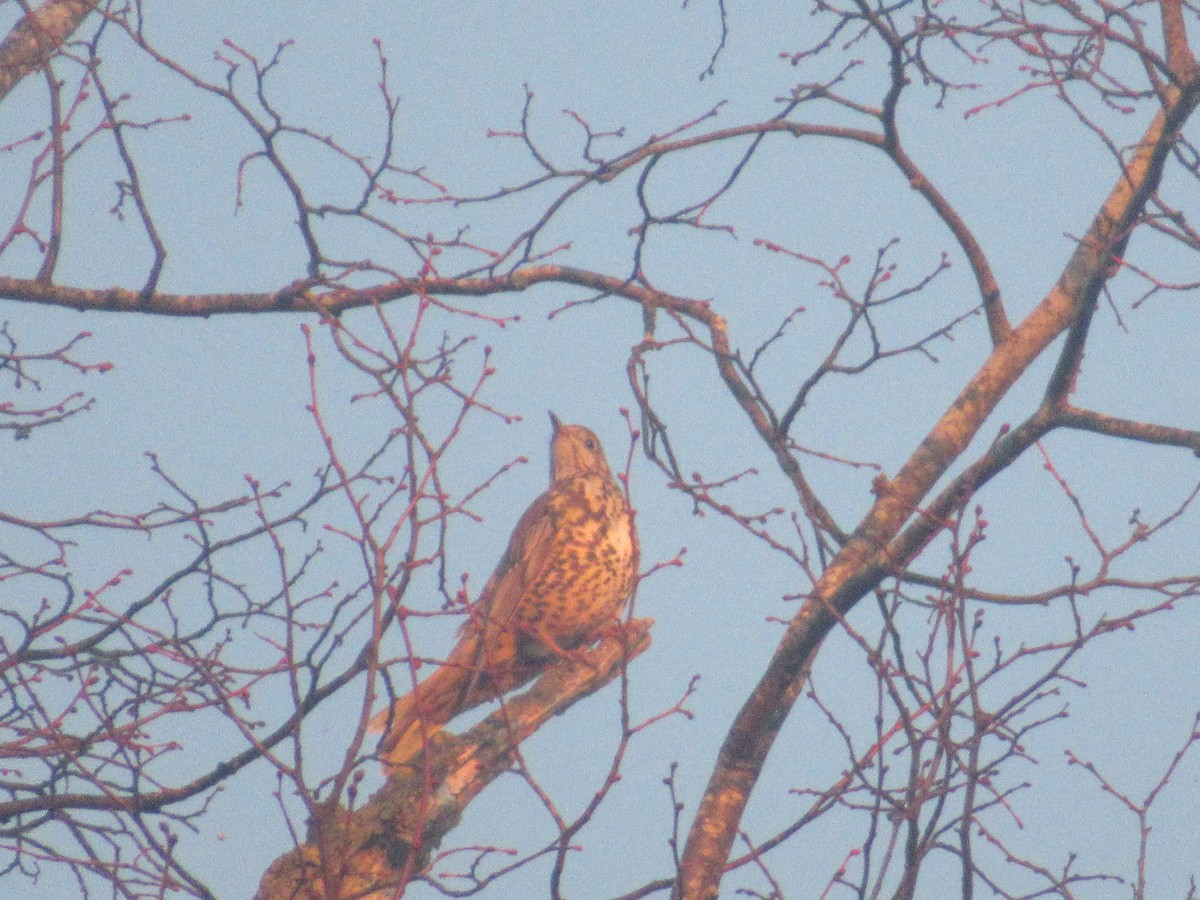 Mistle Thrush - ML196102731