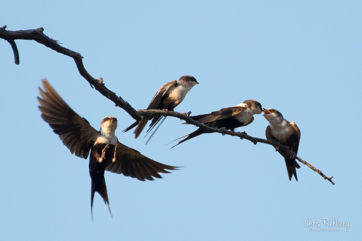 White-backed Swallow - Chris Rehberg  | Sydney Birding