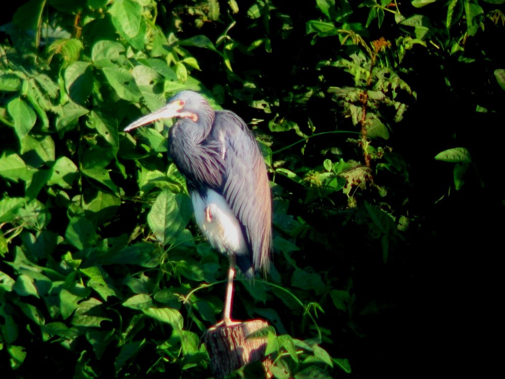 Tricolored Heron - ML196103471