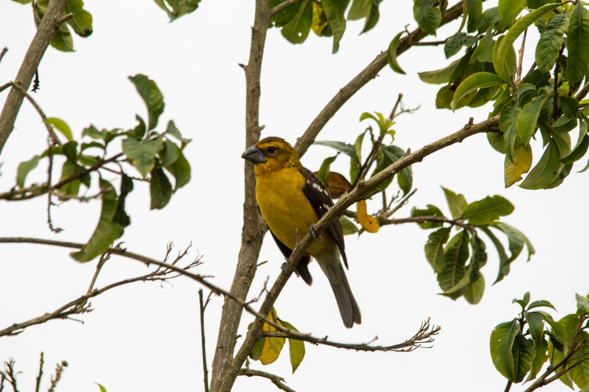 Picogrueso Ventriamarillo - ML196103651