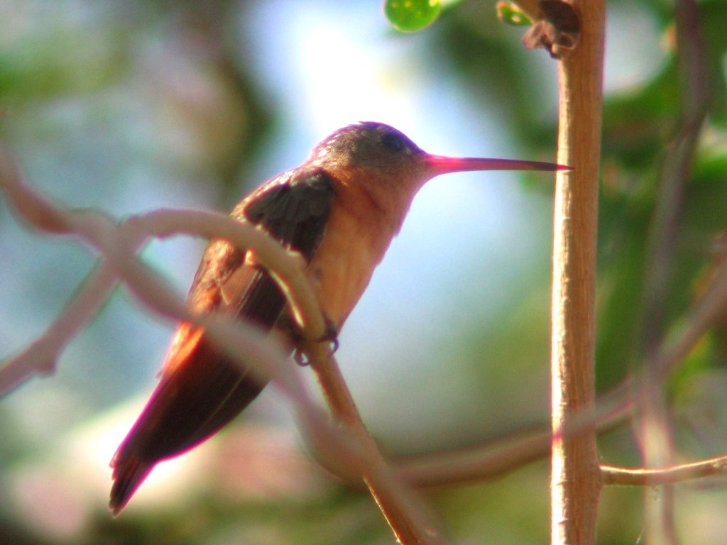 Cinnamon Hummingbird - ML196103801