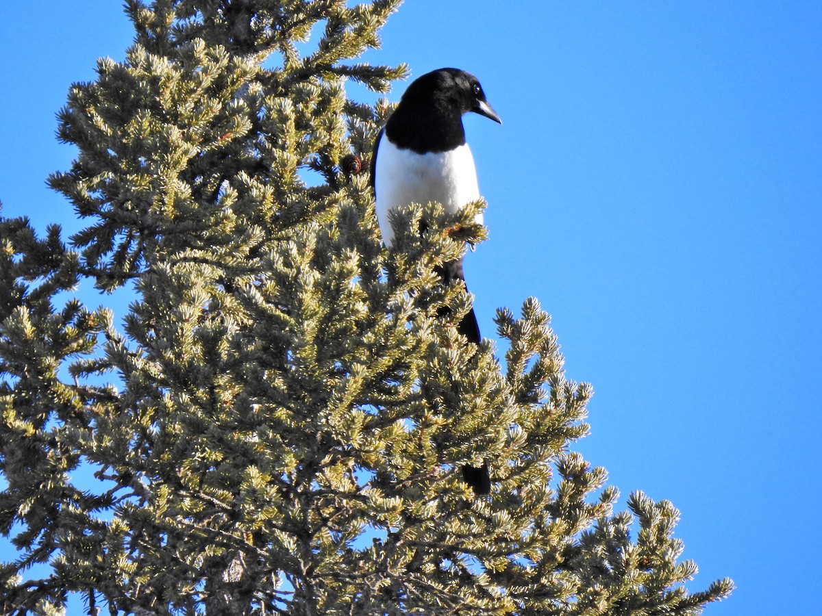 Black-billed Magpie - ML196105141