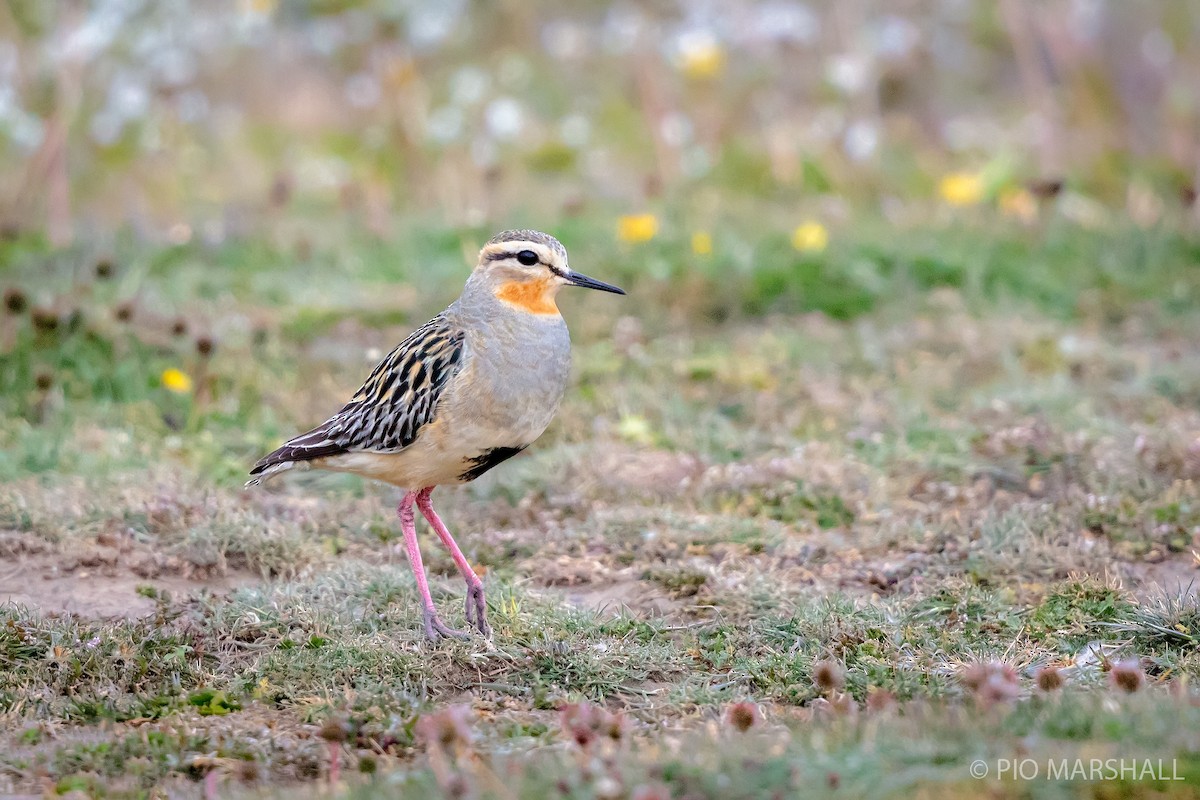 Tawny-throated Dotterel - Pio Marshall