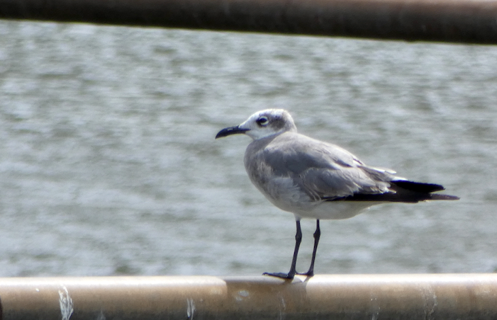 Laughing Gull - ML196106611