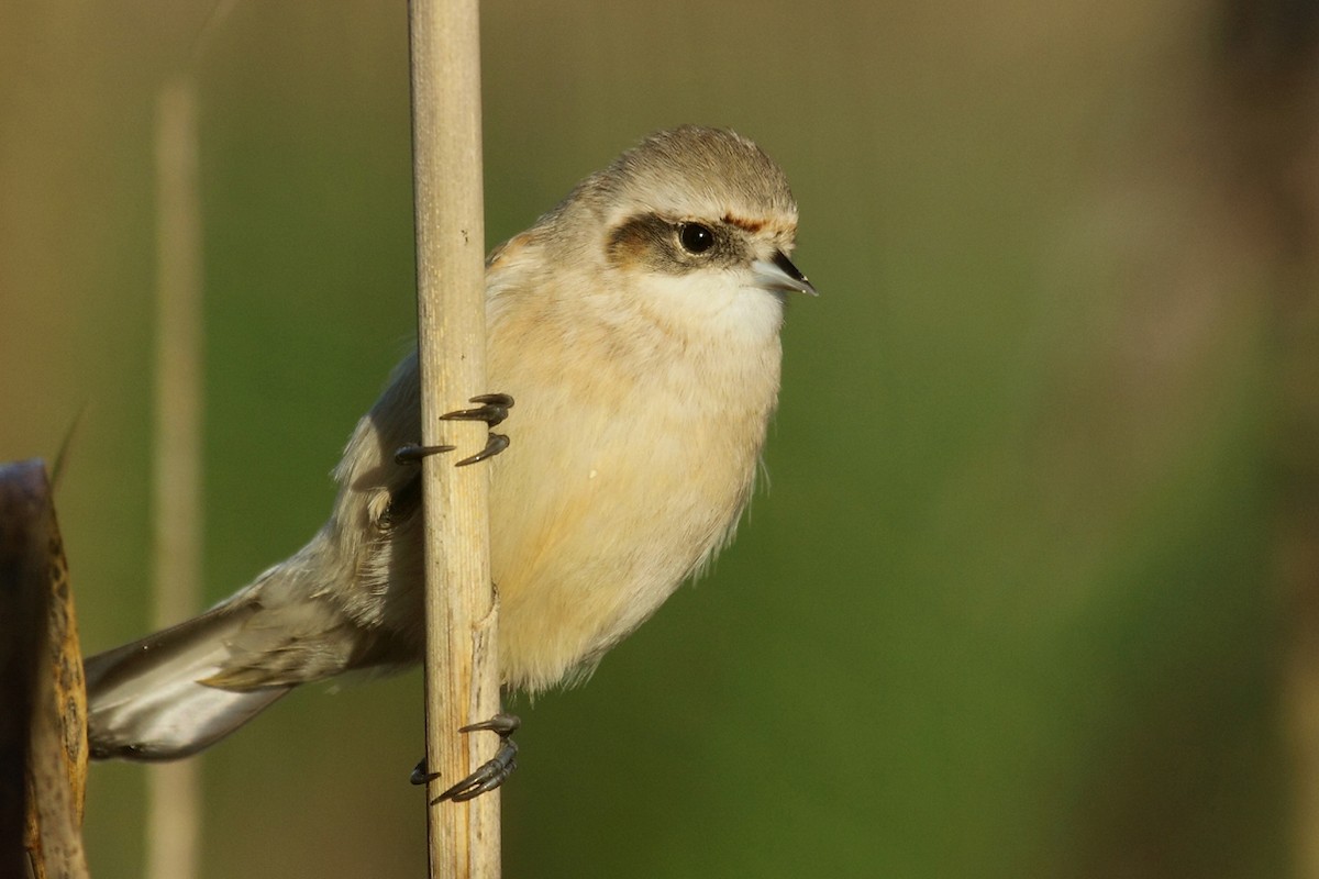 Eurasian Penduline-Tit - ML196108351