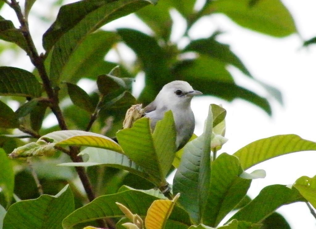 Silberbrillenvogel - ML196108641