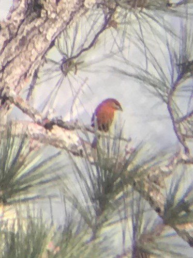 Hepatic Tanager - ML196109841