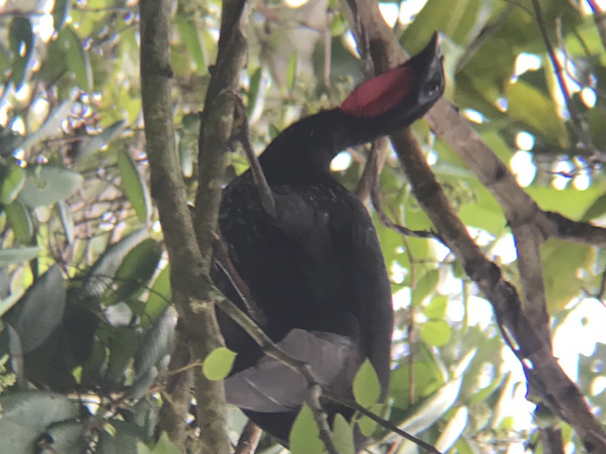 Crested Guan - ML196110771