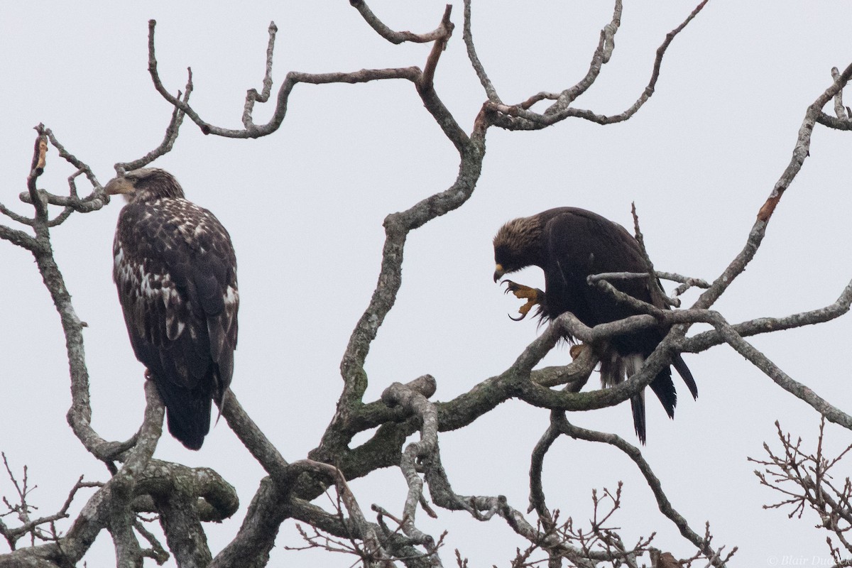 Golden Eagle - ML196110861