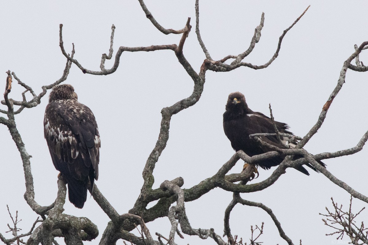 Golden Eagle - ML196110881