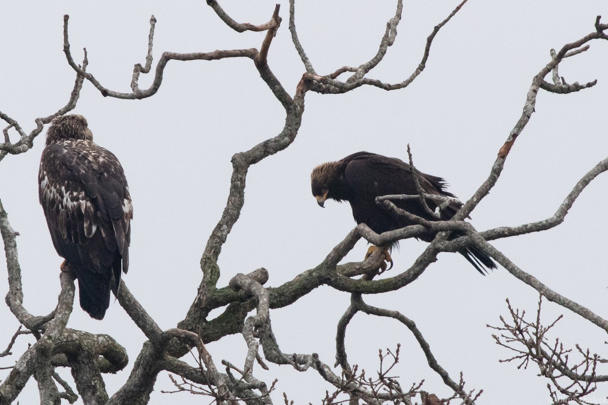 Golden Eagle - ML196110931