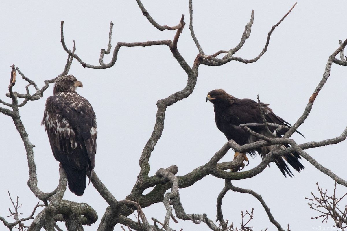 Golden Eagle - ML196110941