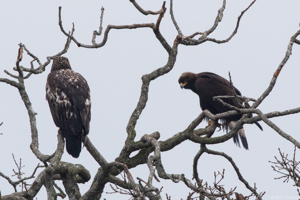 Golden Eagle - ML196110971