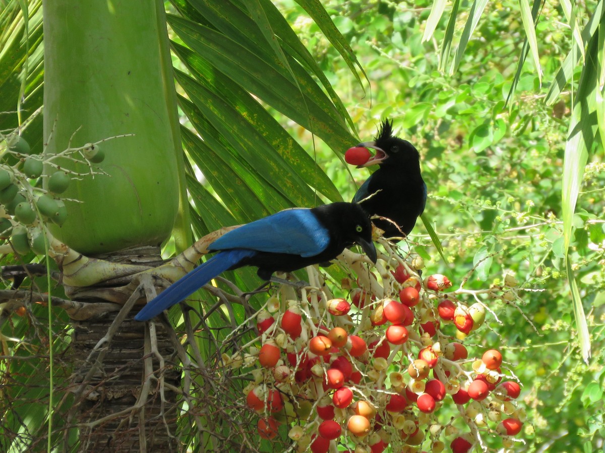 San Blas Jay - ML196111031