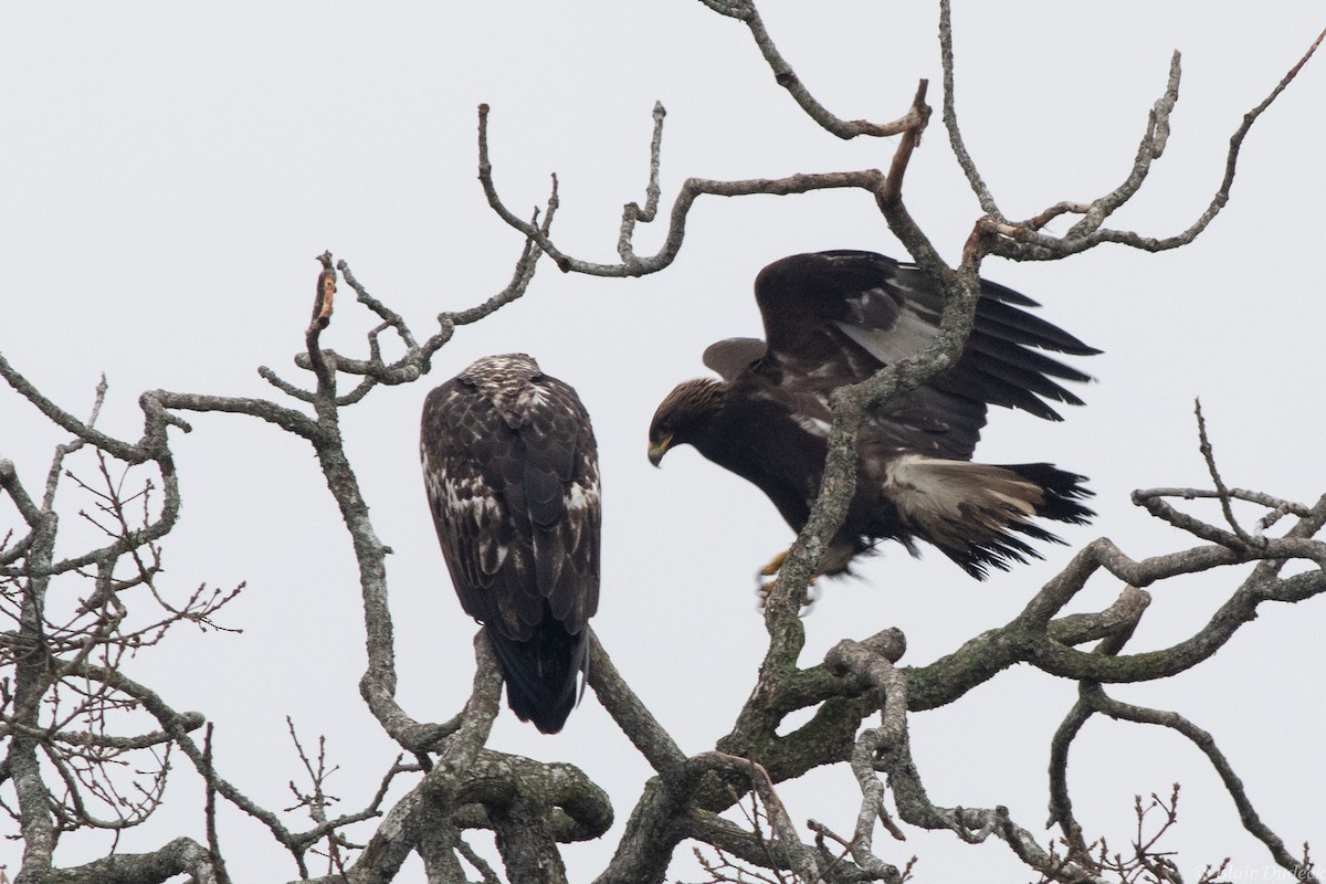 Golden Eagle - ML196111041