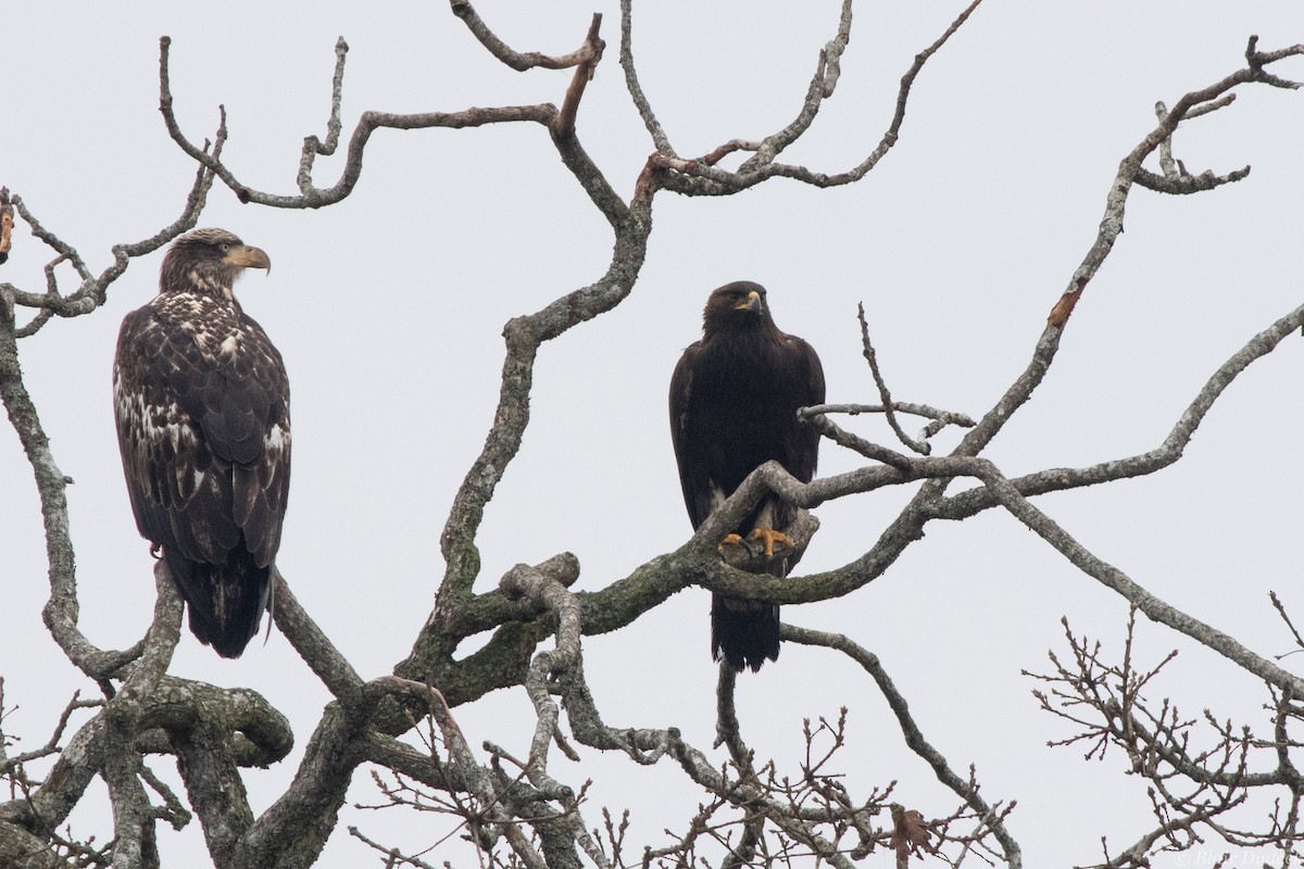 Golden Eagle - ML196111051