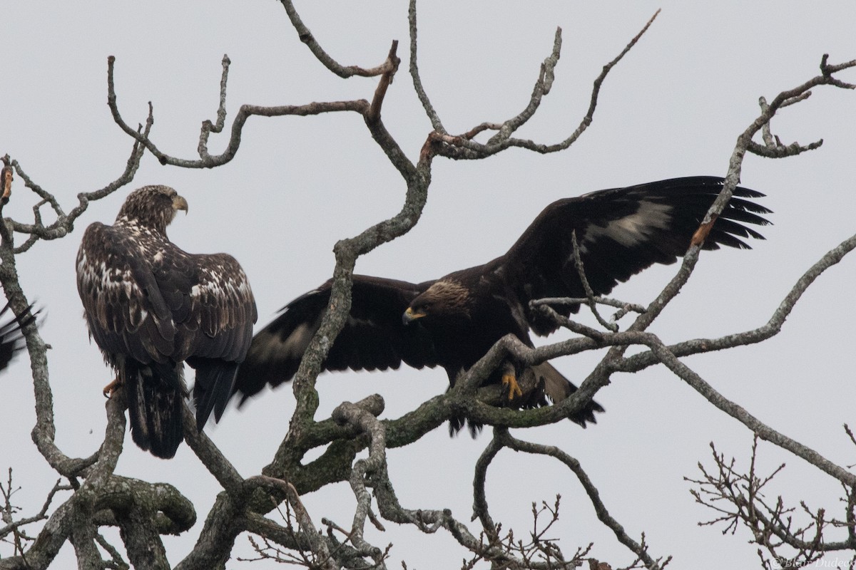 Golden Eagle - ML196111081