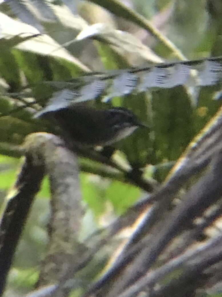 White-breasted Wood-Wren - ML196111691