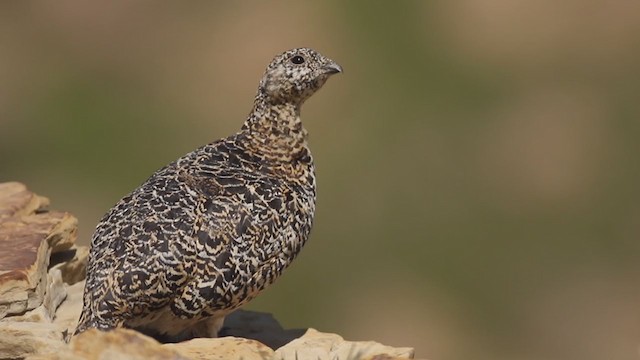 White-tailed Ptarmigan - ML196112371