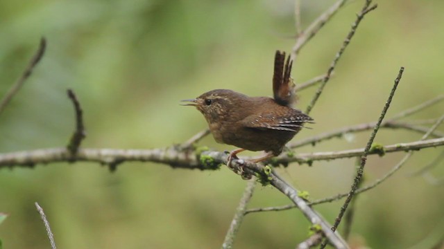 Pacific Wren - ML196112761