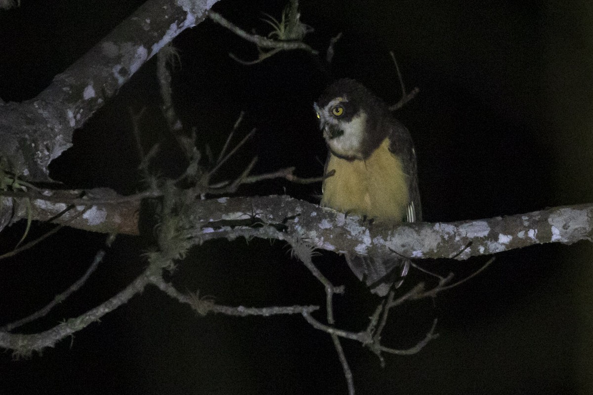 Spectacled Owl - ML196113901