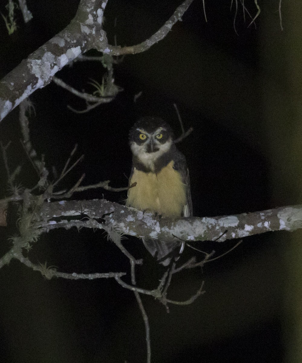 Spectacled Owl - ML196113911