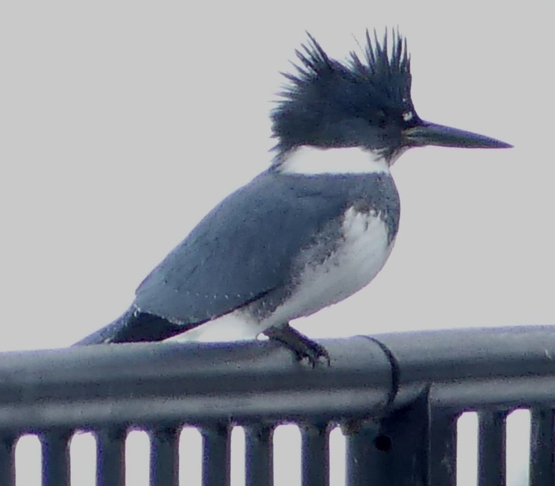Belted Kingfisher - ML196115311