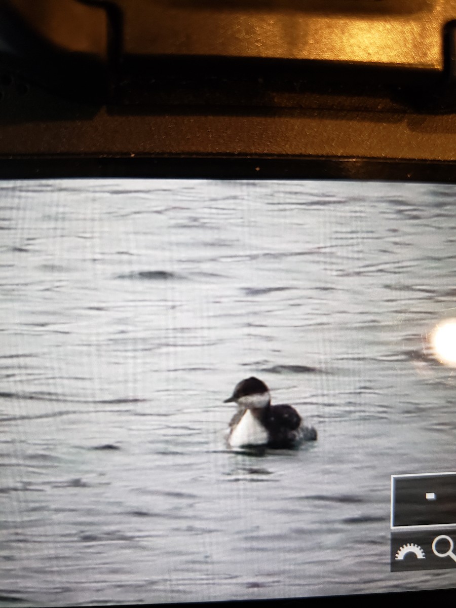 Horned Grebe - ML196115531