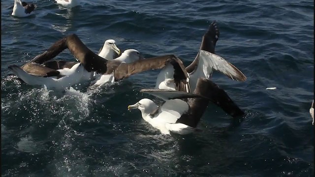 Buller's Albatross - ML196117361