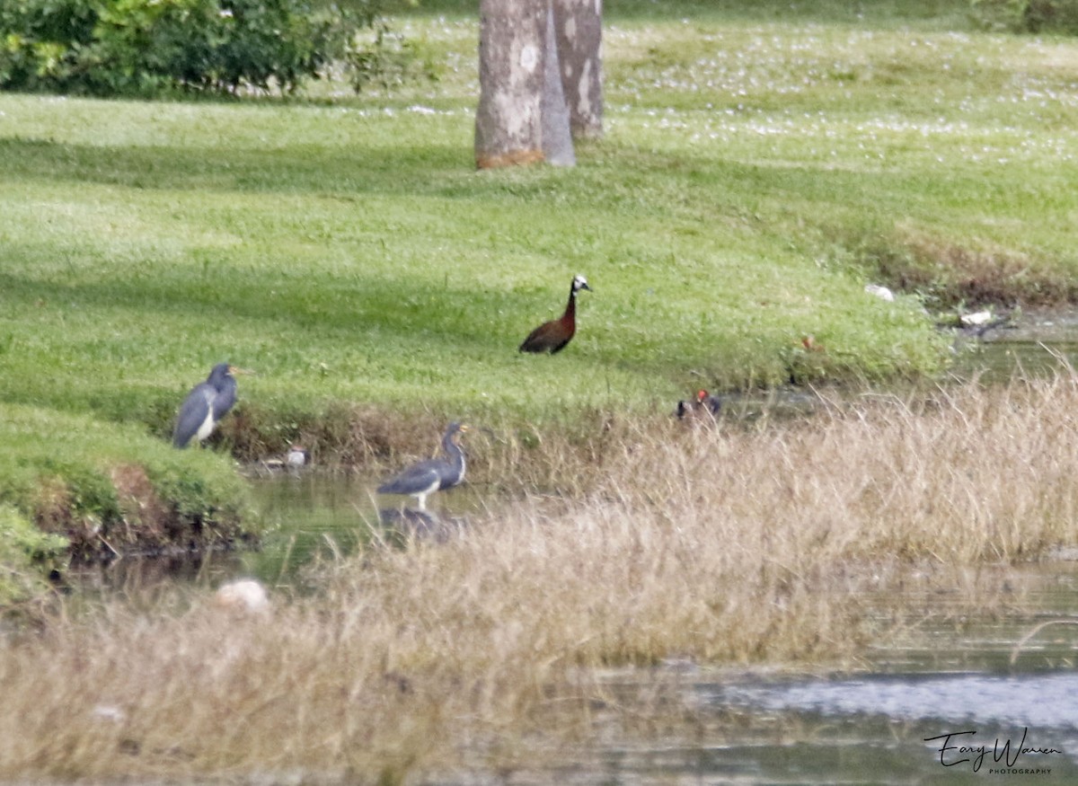 White-faced Whistling-Duck - ML196121091