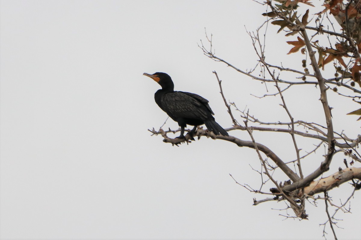 Kulaklı Karabatak - ML196121701