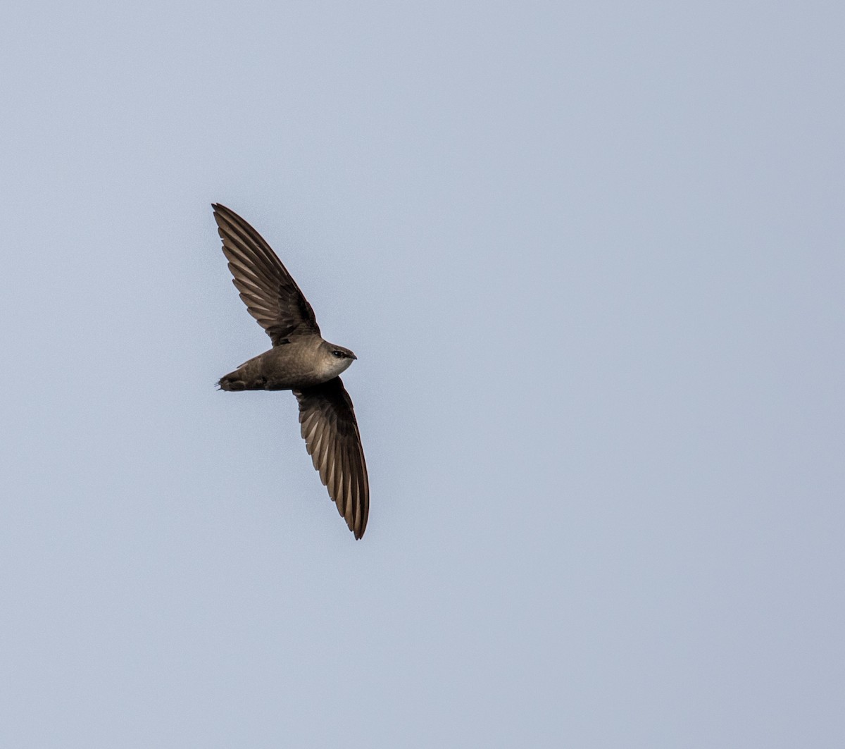 Chimney Swift - ML196123381