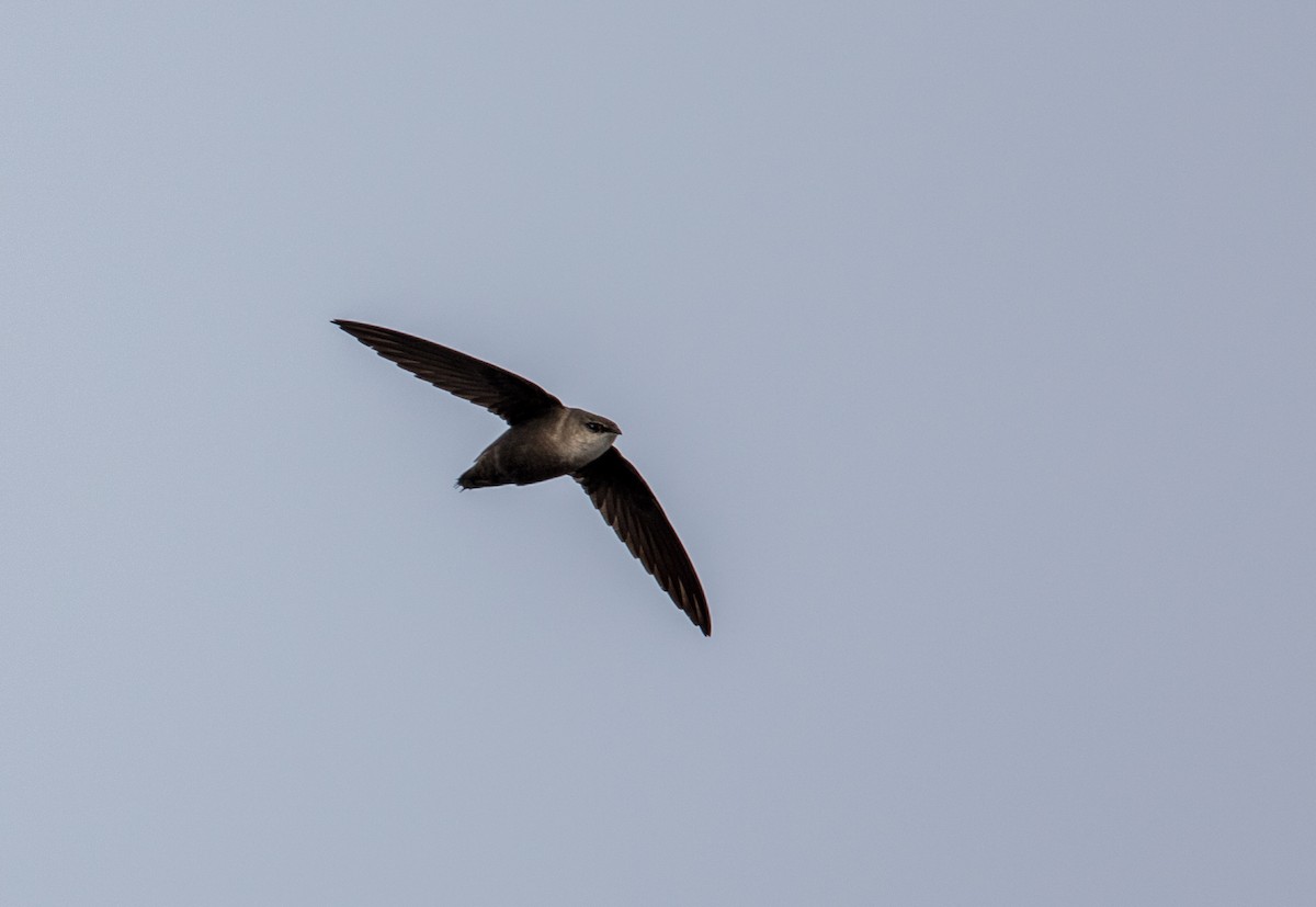 Chimney Swift - ML196123391