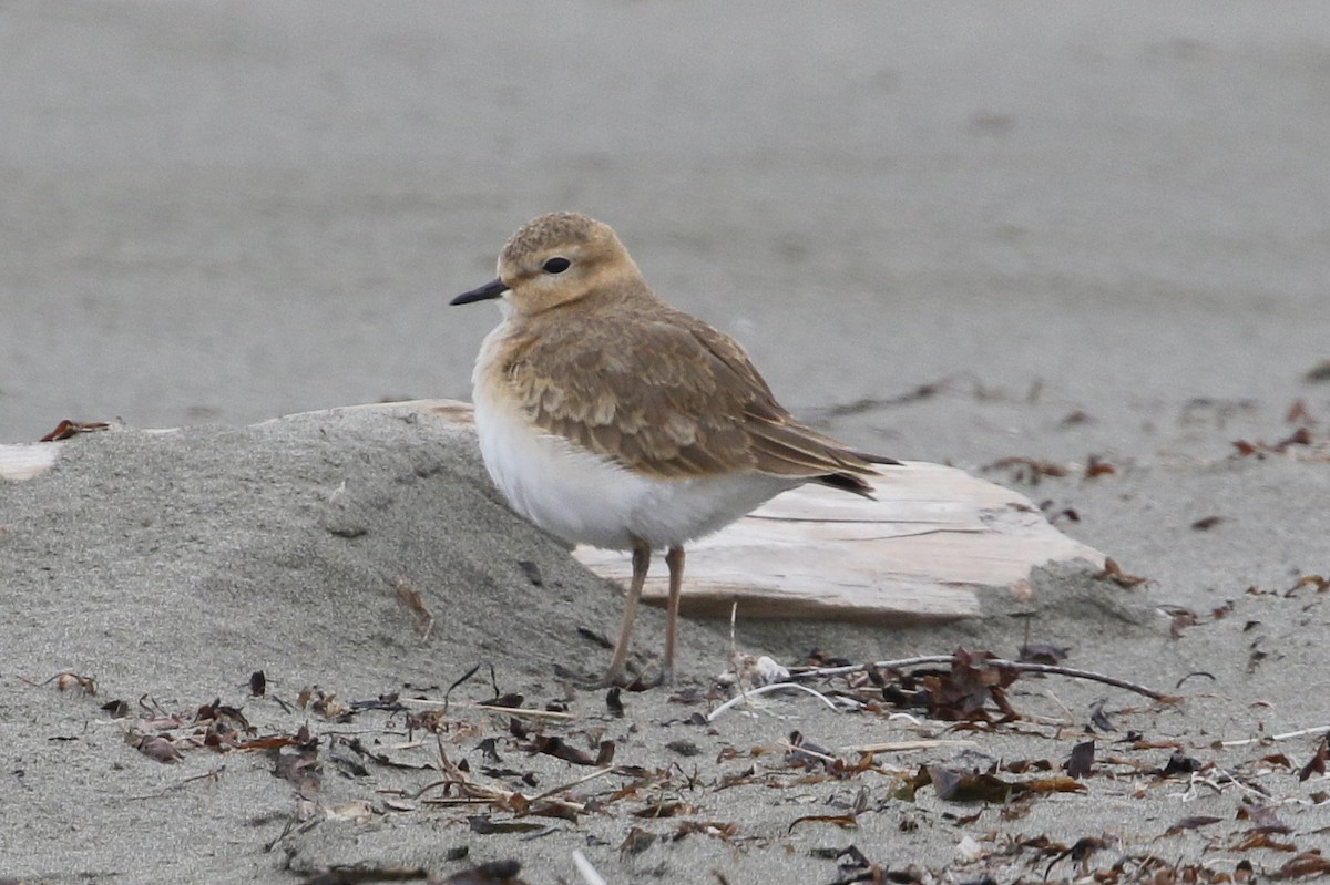 Mountain Plover - ML196123691