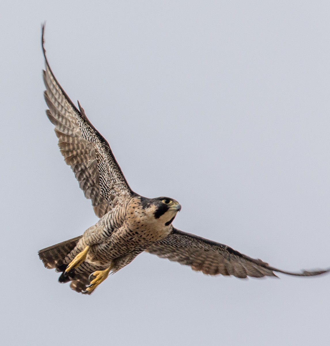 Peregrine Falcon - Jeff Timmons