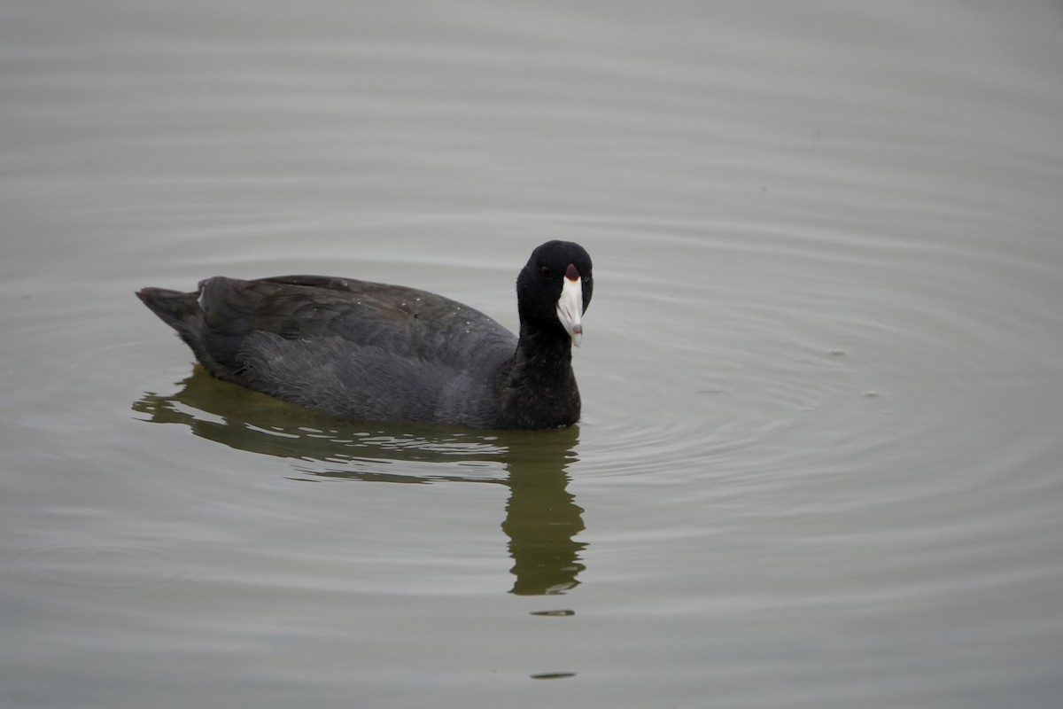 American Coot (Red-shielded) - Merriwood Ferguson