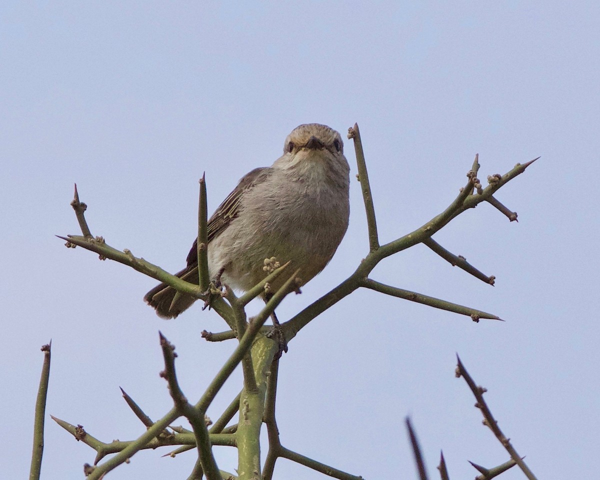 African Gray Flycatcher (African Gray) - Peder Svingen