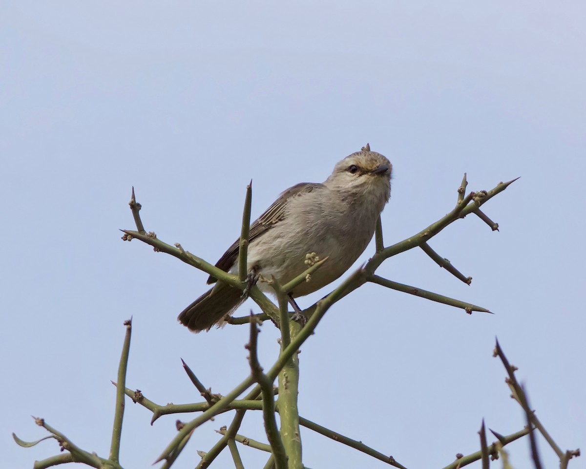 African Gray Flycatcher (African Gray) - Peder Svingen