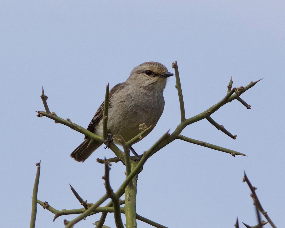 African Gray Flycatcher (African Gray) - Peder Svingen