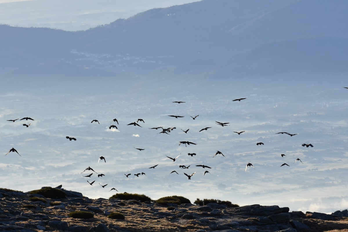 Red-billed Chough - ML196126731