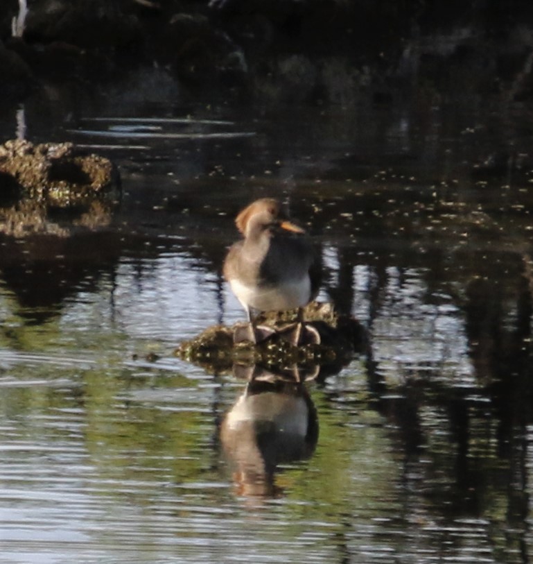 Hooded Merganser - ML196127231