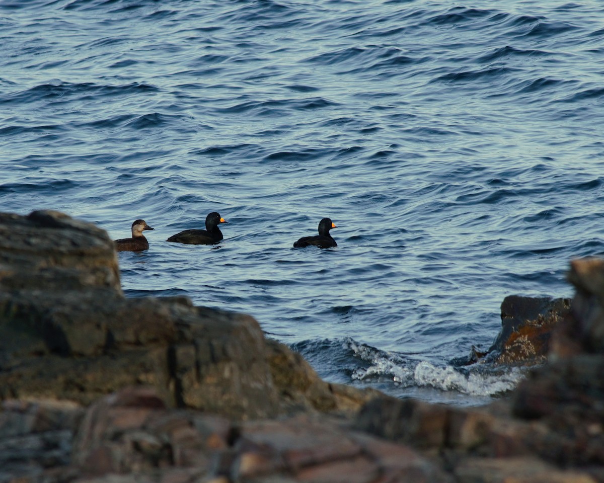 Black Scoter - Diana McNulty