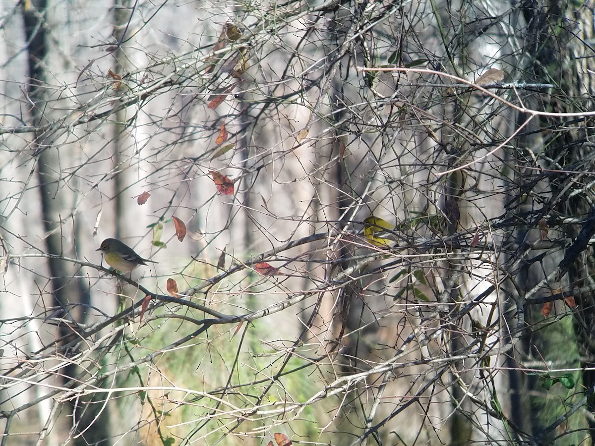 Pine Warbler - ML196130801