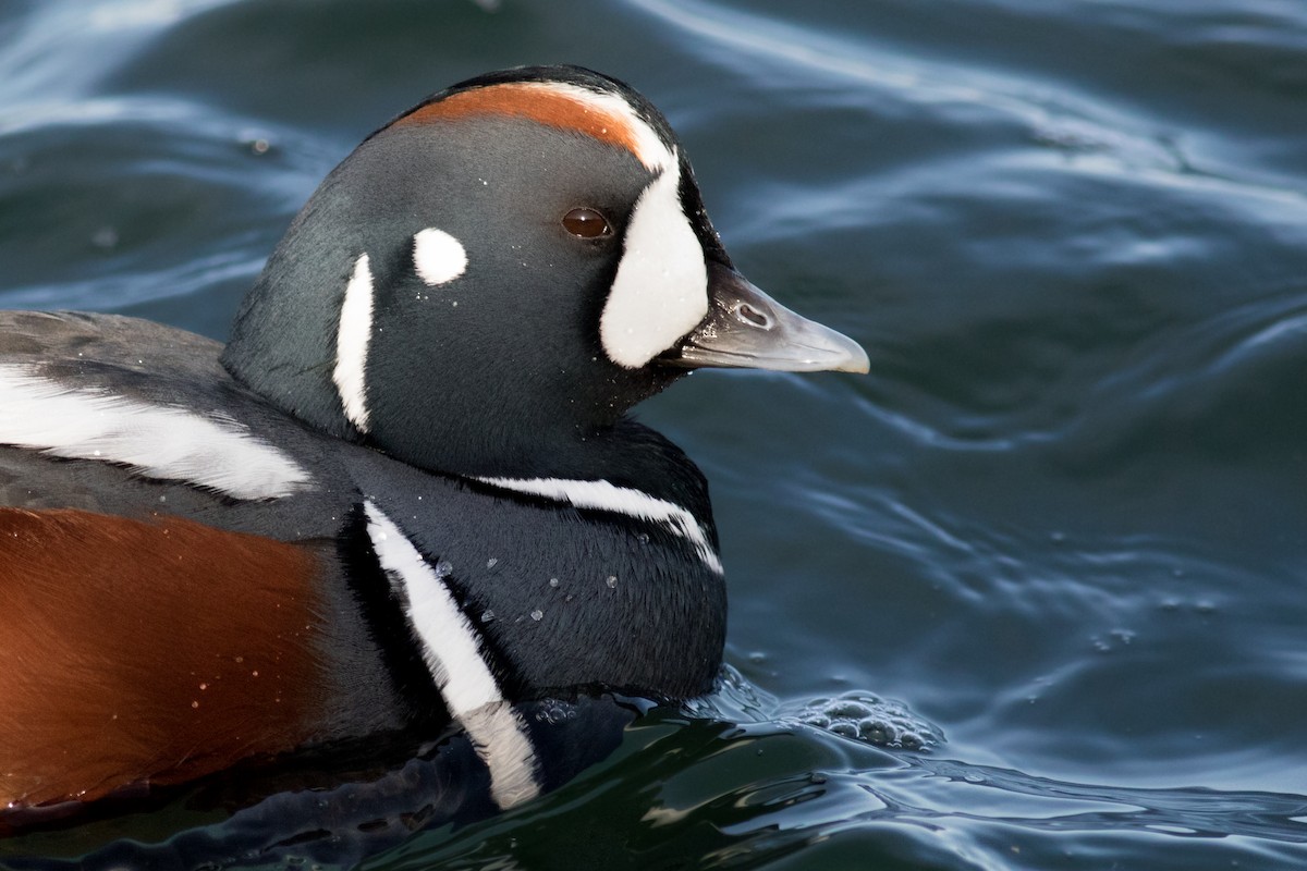 Harlequin Duck - ML196132661