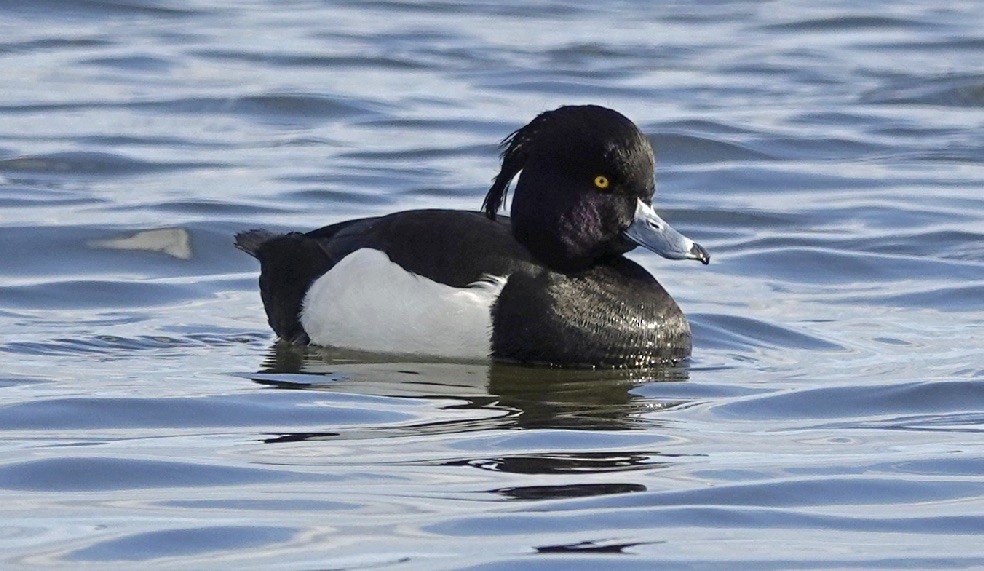 Tufted Duck - George Chapman