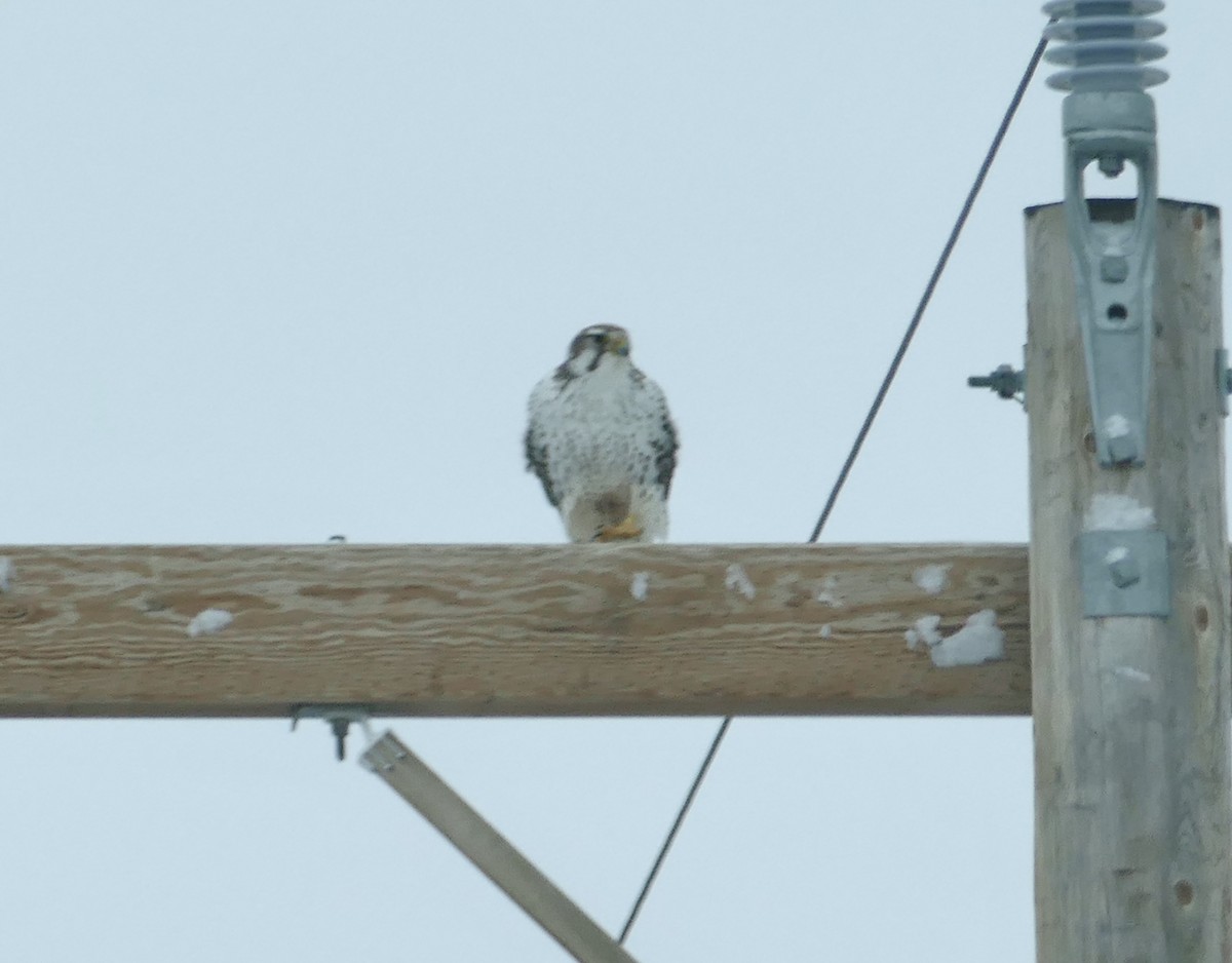 Prairie Falcon - Jon (JC) Curd