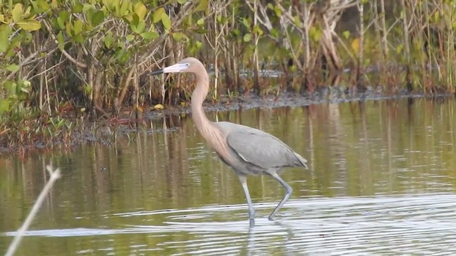 Reddish Egret - ML196135181