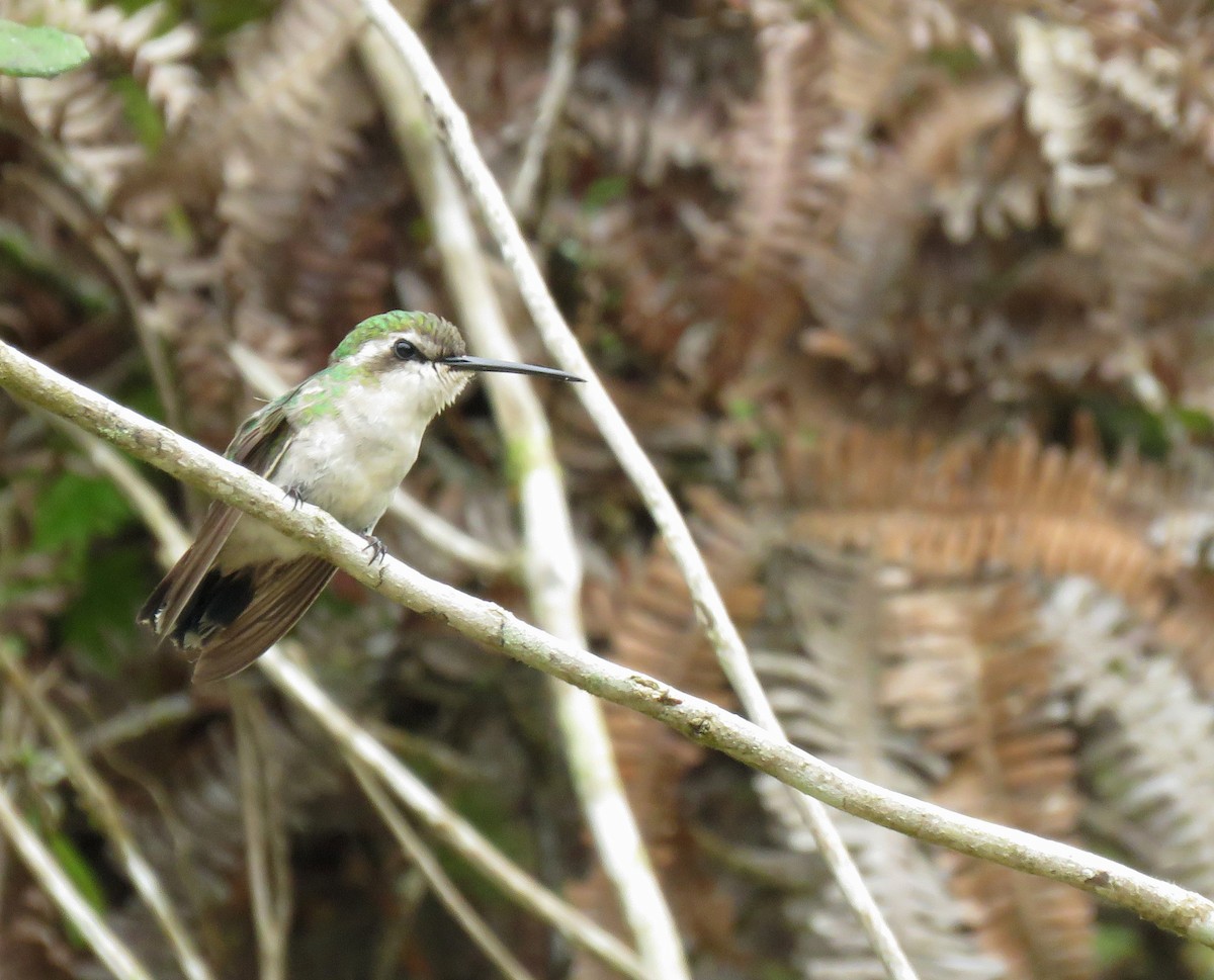 Short-tailed Emerald - Iván Lau