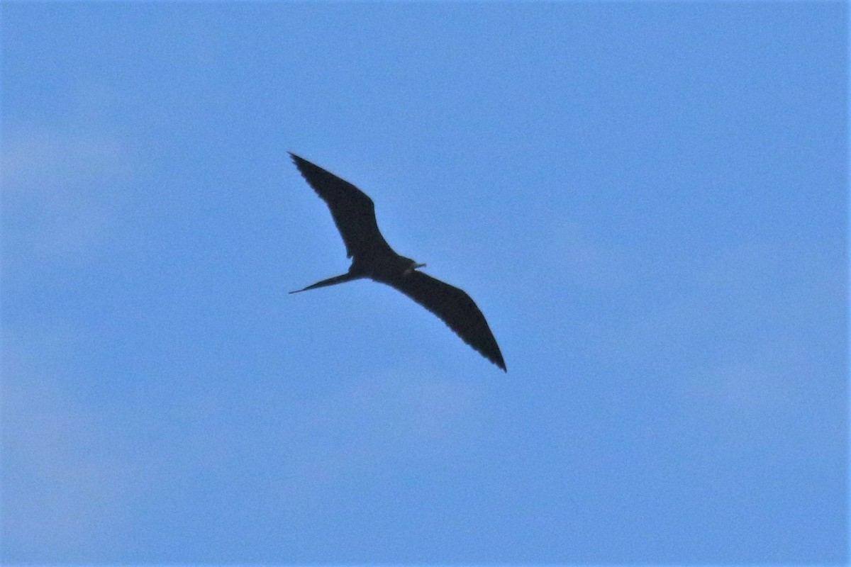 Magnificent Frigatebird - mario balitbit